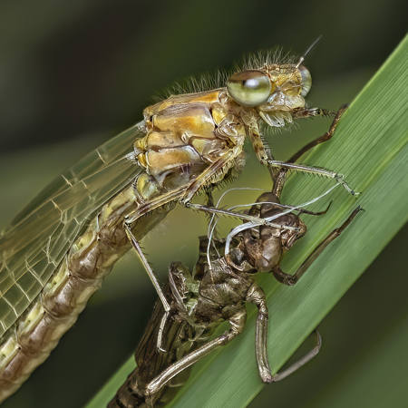 Damselfly Recently Emerged