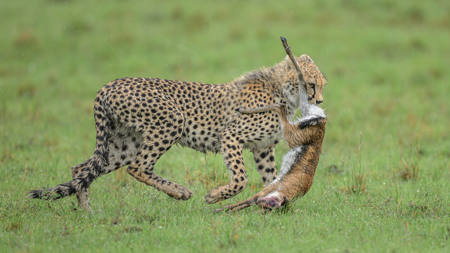 Cheetah Cub Playing With Catch