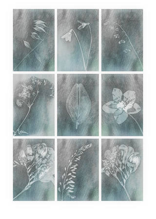 Whispers Of The Herbarium