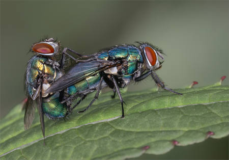 Mating Blowflies