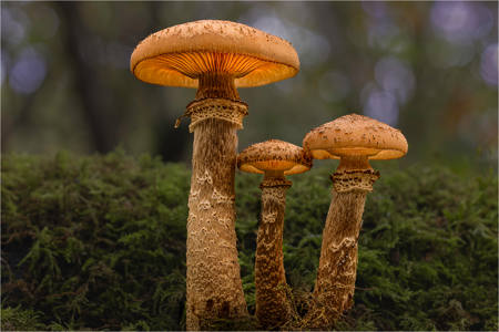 Honey Fungus (Armillaria Ostoyae)