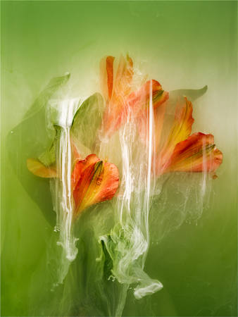 Aqua Flora Alstroemeria