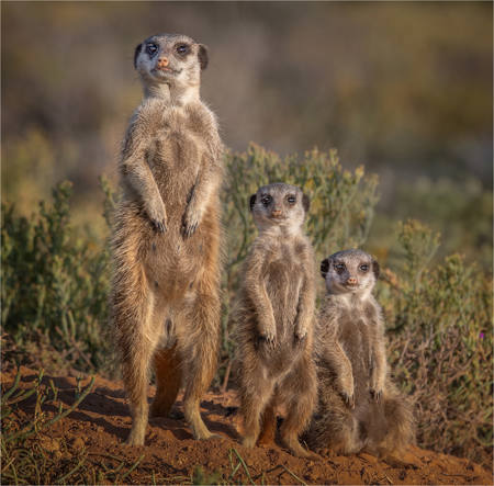 Meerkat Morning