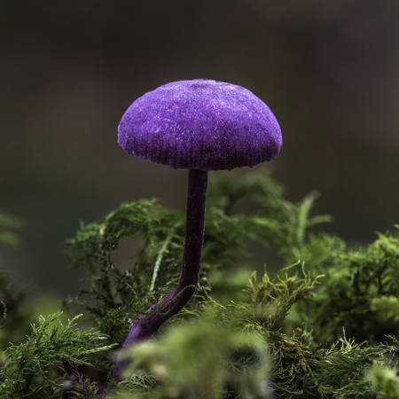 Amethyst Deceiver