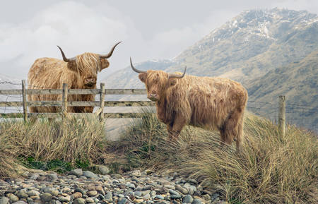 ON BOTH SIDES OF THE FENCE