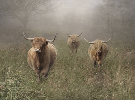 HERE COME THE GIRLS