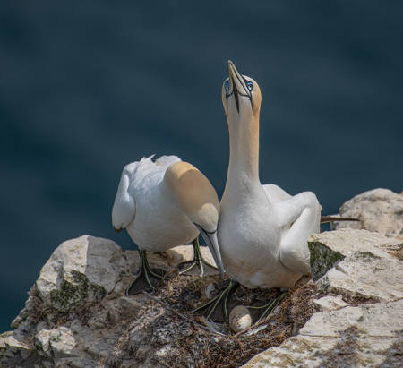 Gannets Protecting Their Egg