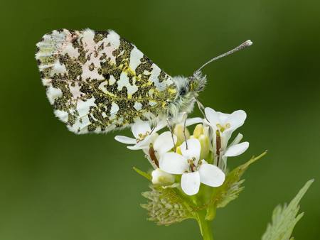 Orange Tip