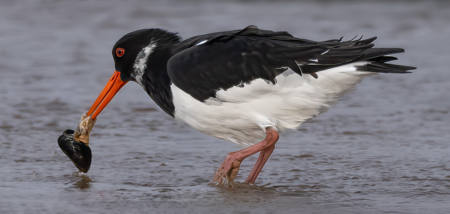 Oystercatcher Feeding