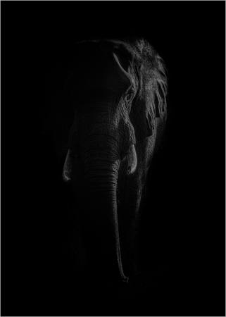 Out Of The Shadow