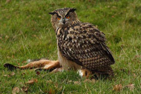 Eagle Owl With Fox
