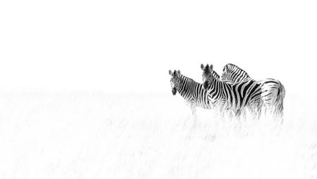 Three Zebra