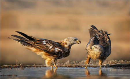Red Kite Connection