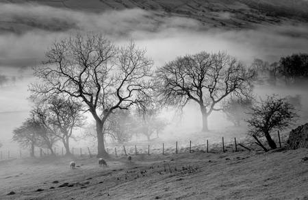 Winter Mist