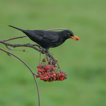 Blackbird With Berry