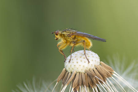Yellow Dung Fly