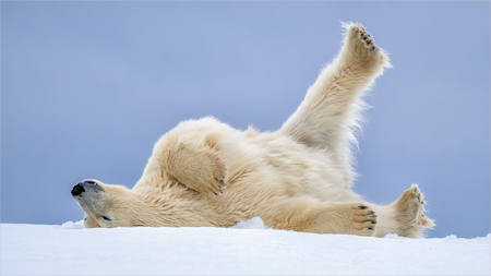 Polar Bear Yoga