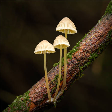 Yellowleg Bonnet Mushrooms