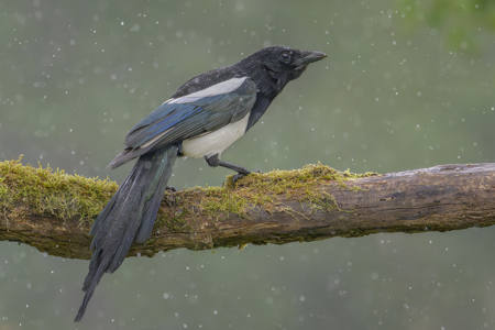 Magpie In The Rain
