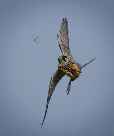 Hobby Eyeing Up Catch