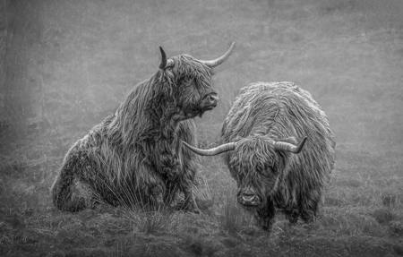 Highland Cattle