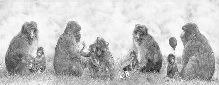 Primate Playschool
