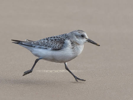 Sanderling Running
