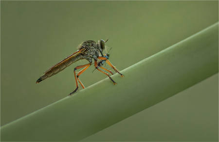 Robberfly With Prey