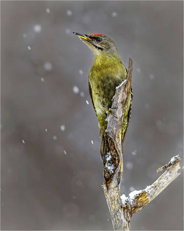 Green Woodpecker