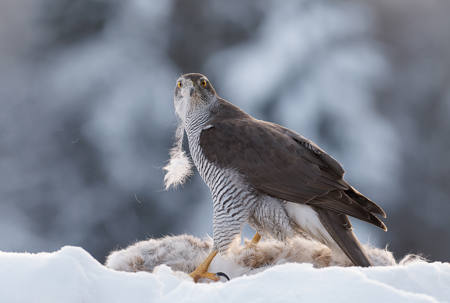Northern Goshawk