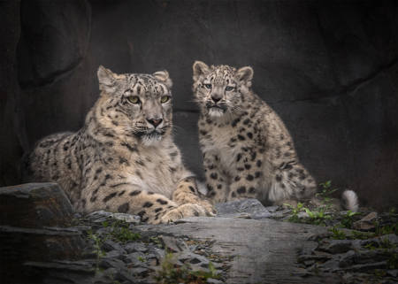 Snow Leopard And Cub