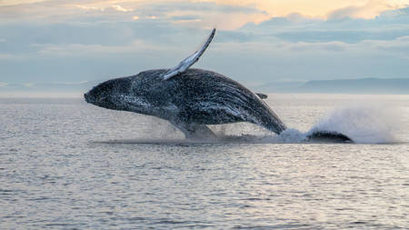 Humpback Breach