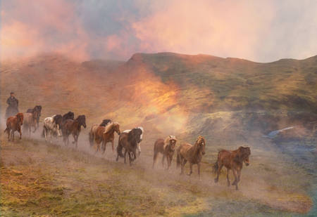 Icelandic Horses