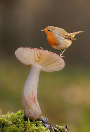 The Robin And His Next Meal