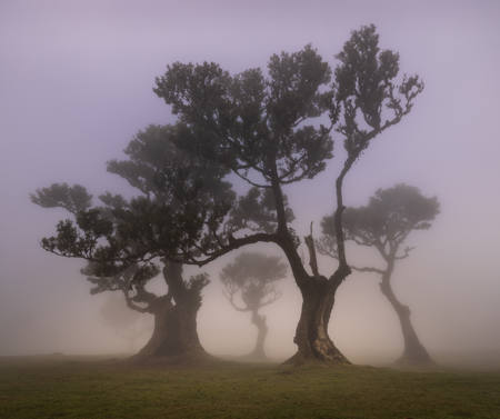 Fanal Forest  The Dancing Tree