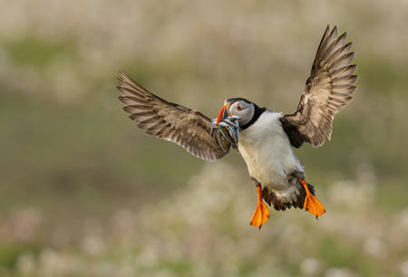 Puffing Bringing Home The Sand Eels