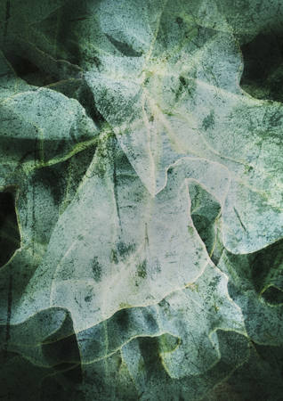 Sea Kale