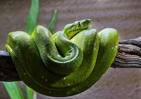 Green Python