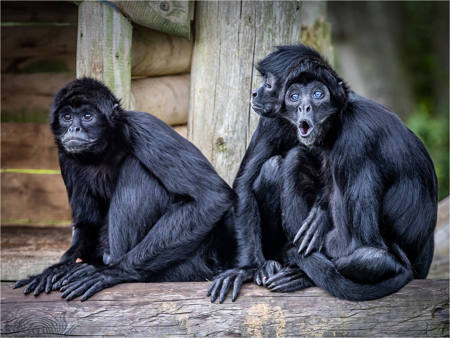 Colombian Black Spider Monkeys