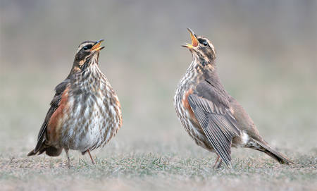 Female Redwing Territory Dispute