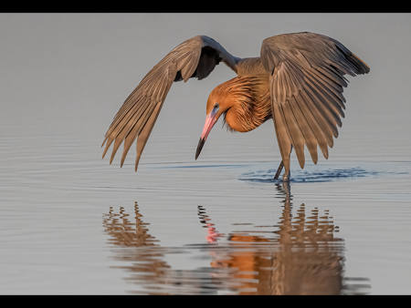 Reddish Egret Cloaking Hunt