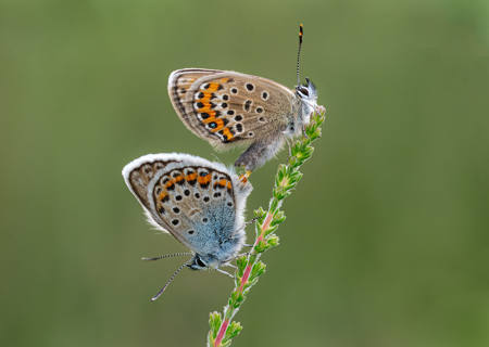 Silver Studded Blues Copulating 2