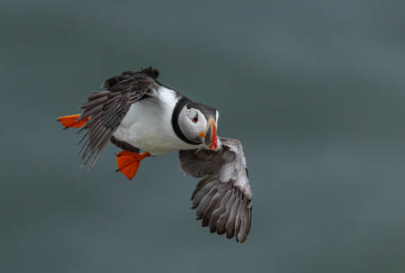 Atlantic Puffin (Fratercula Arctica)