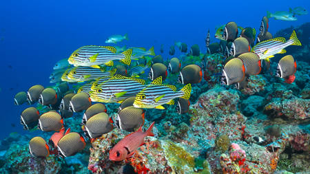 Waiting For The Cleaner Fish