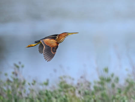 Least Bittern