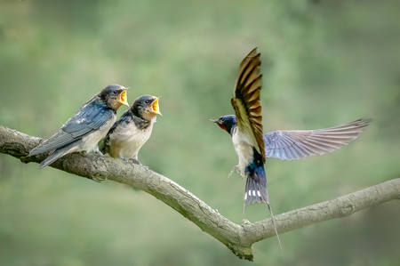 Fledgling Swallows