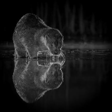 Otter Refection