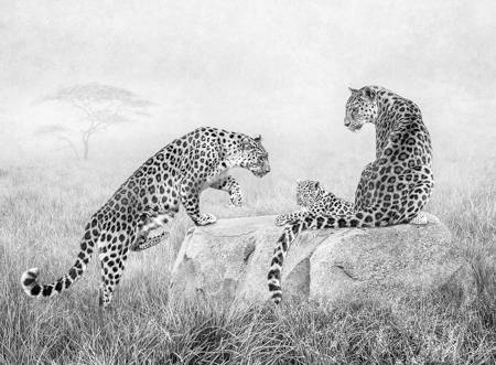 Leopard Family