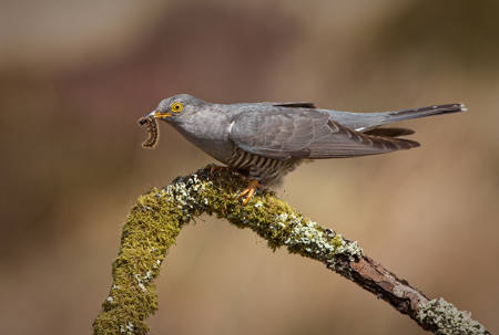 Cuckoo With Caterpillar