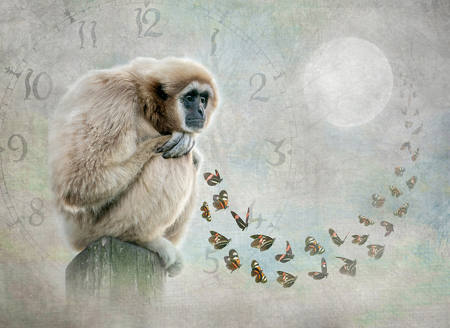 Contemplating The Flight Of Time